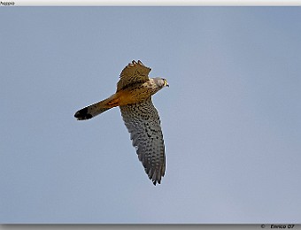 Animali 045